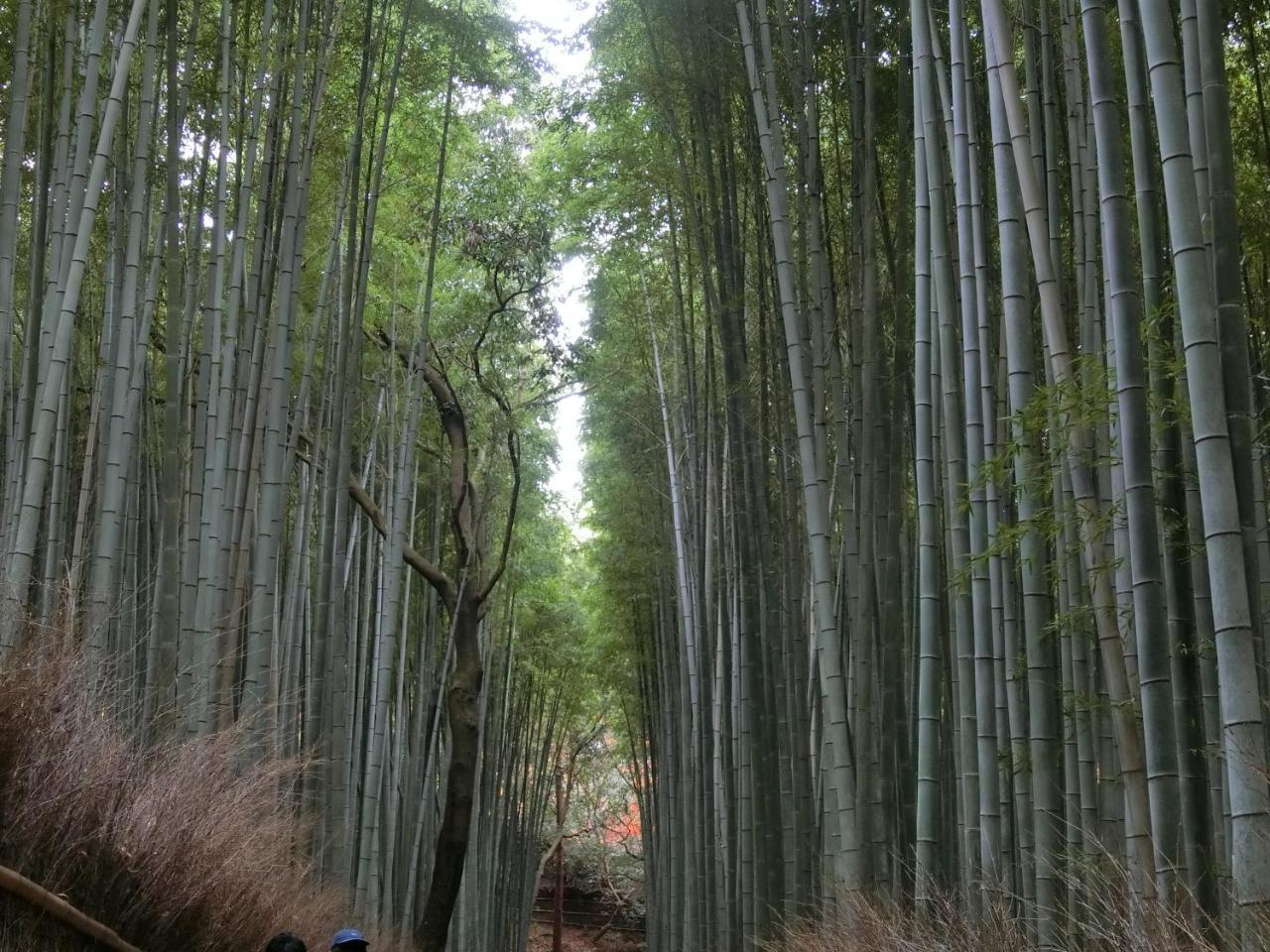 京都市 Kawasemi Anヴィラ エクステリア 写真